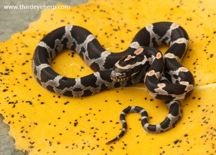 Okeetee Corn Snake